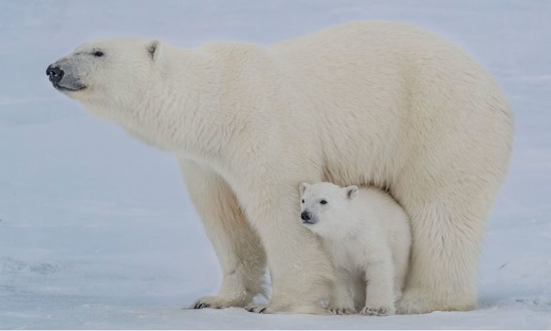 non-existent-white-bears